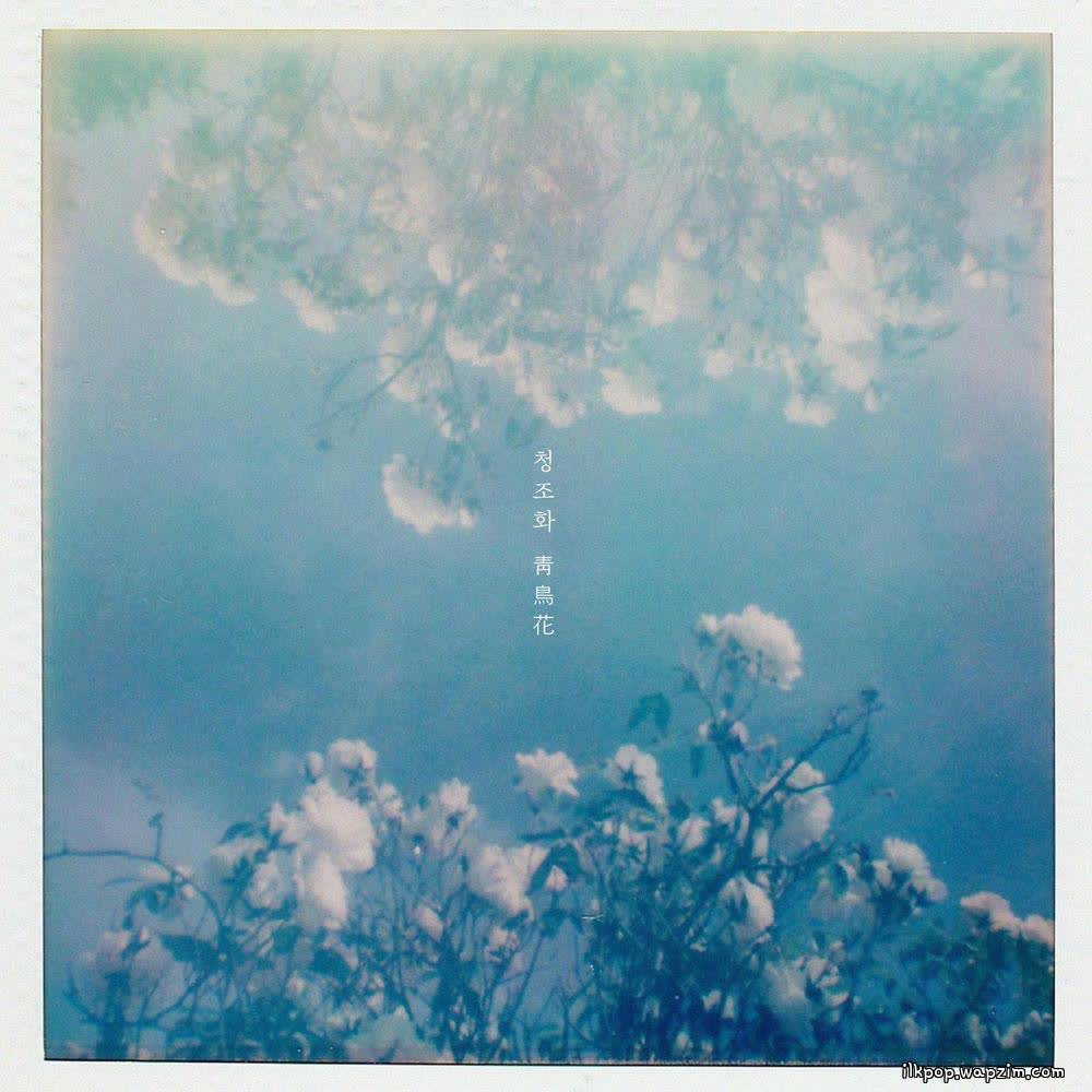 Cover swing & CHOI - 청조화 靑鳥花 (The Blue Bird Flower) Cover album 청조화 靑鳥花 (The Blue Bird Flower) dari swing & CHOI di Matikiri