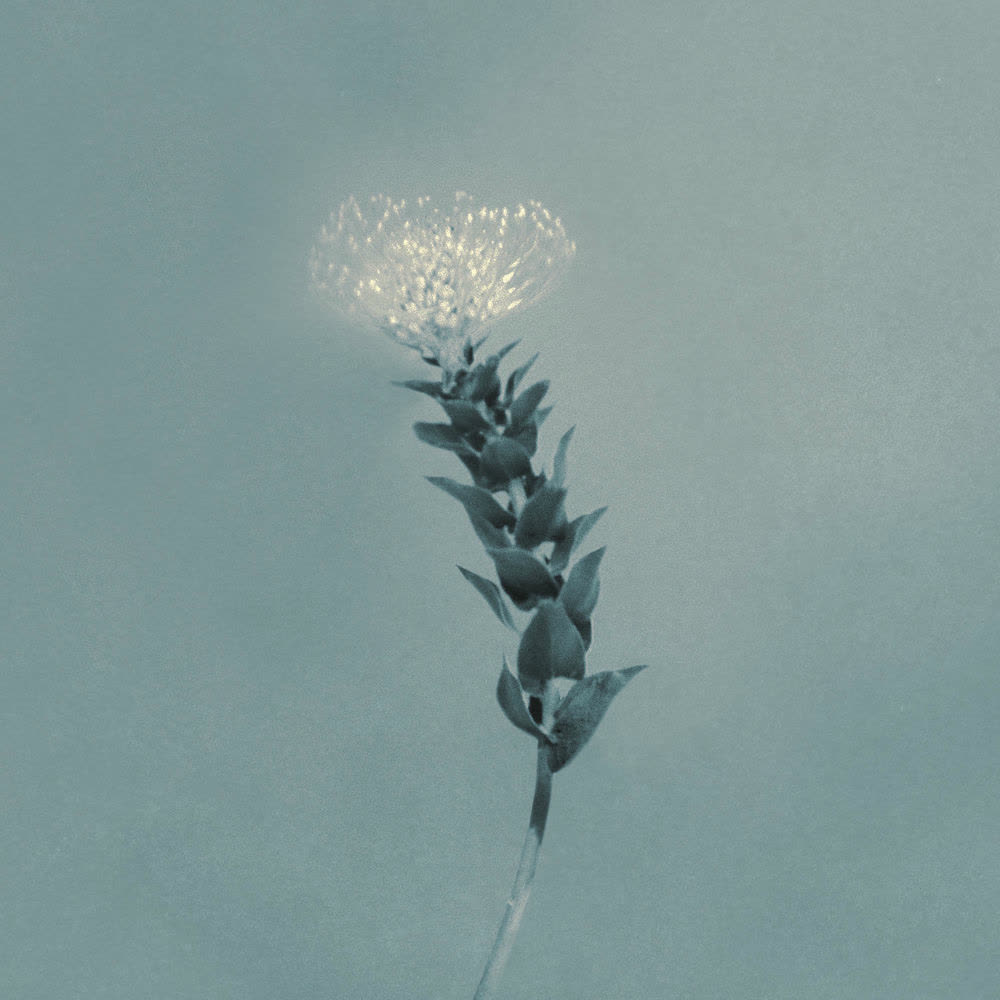 Cover CNBLUE - 그러나 꽃이었다 (Still, a Flower) Cover album 그러나 꽃이었다 (Still, a Flower) dari CNBLUE di Matikiri