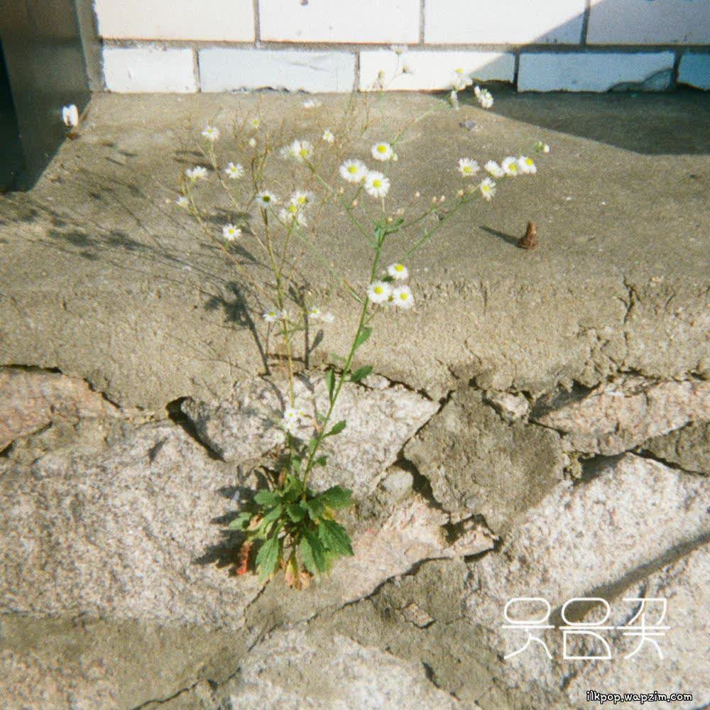 Cover album 웃음꽃 (Smiles Bloomed) dari Wooden Lee di Matikiri
