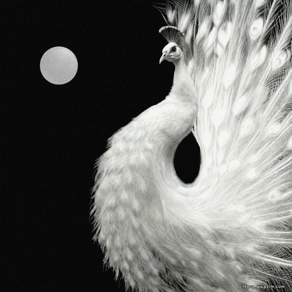 Cover album Yin and Yang dari ZICO & Crush di Matikiri