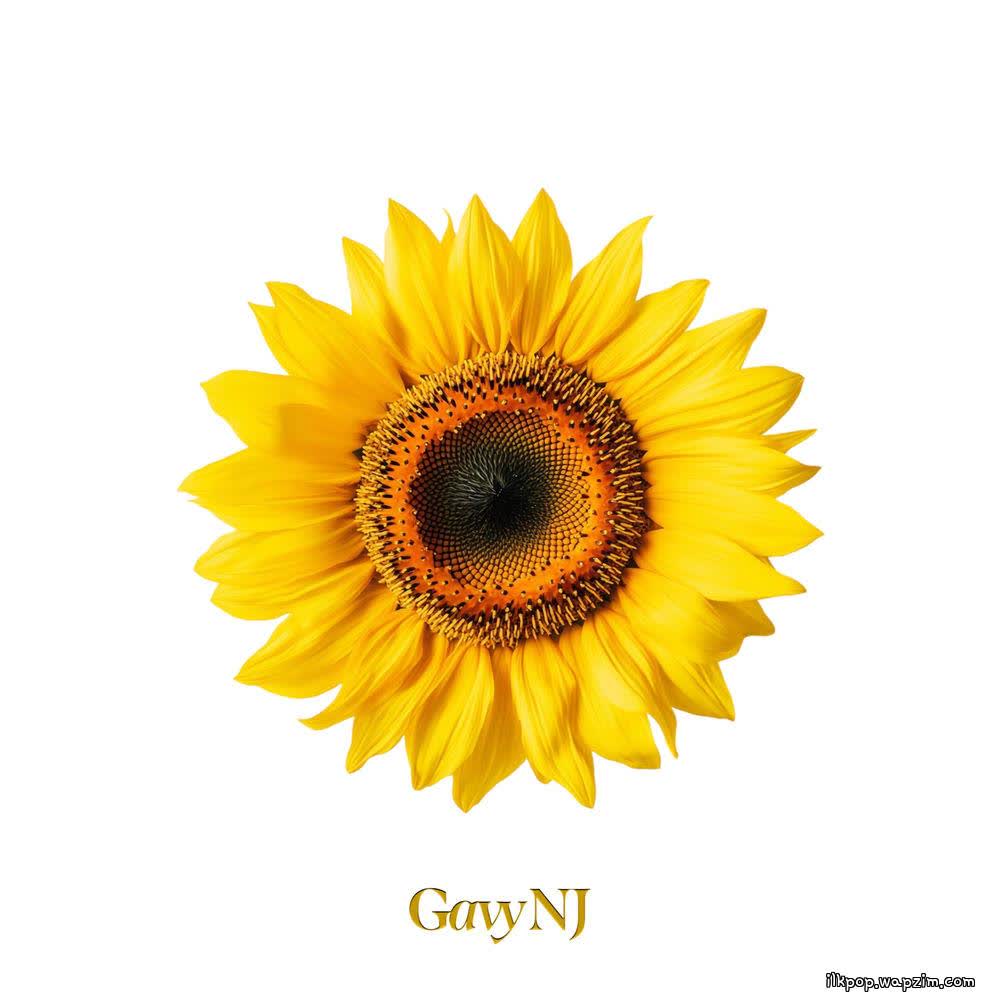 Cover Gavy N.J. - 해바라기 (Sunflower) (2026) Cover album The Gavy NJ : II dari Gavy N.J. di Matikiri