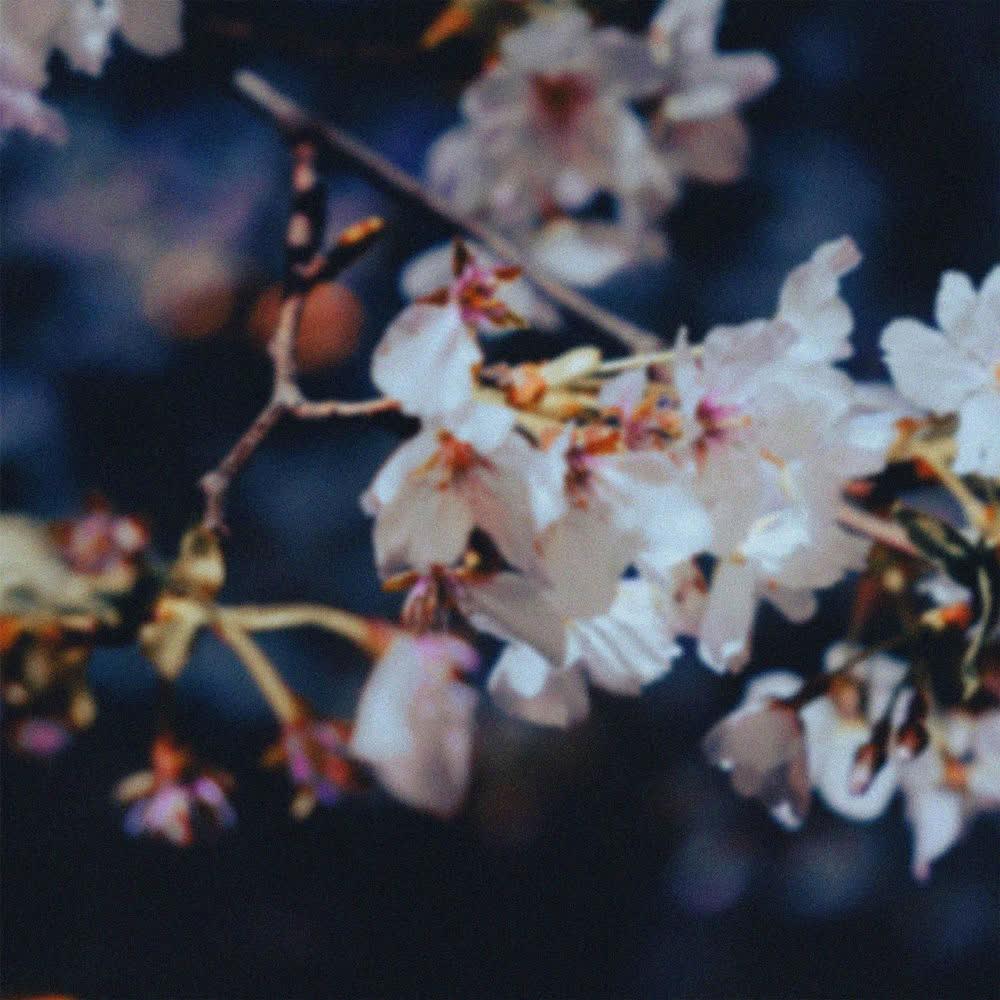 Cover album 낙화야행 落花夜行 (Night Walk Among Falling Petals) dari swing & CHOI di Matikiri